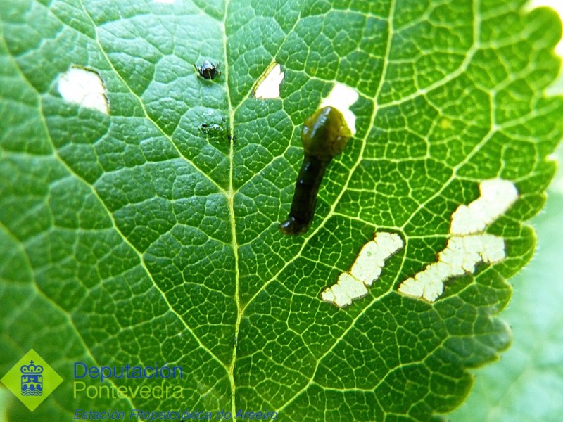 Larva de Caliroa limacina alimentandose.jpg